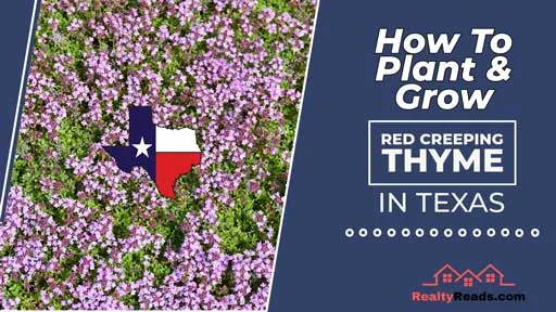 Plant, Grow, Red Creeping Thyme, Texas