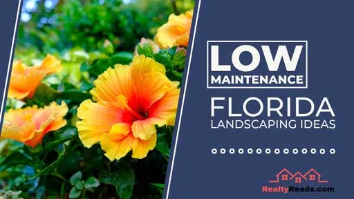 Low maintenance landscaping hibiscus brush